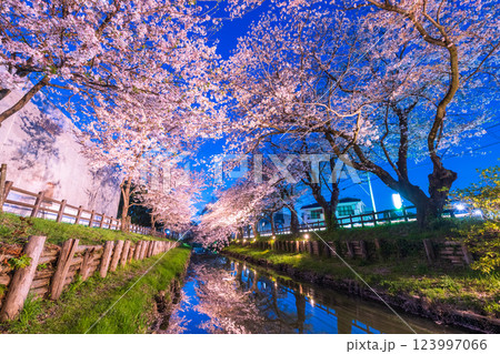 ライトアップの新河岸川の桜並木　埼玉県 123997066