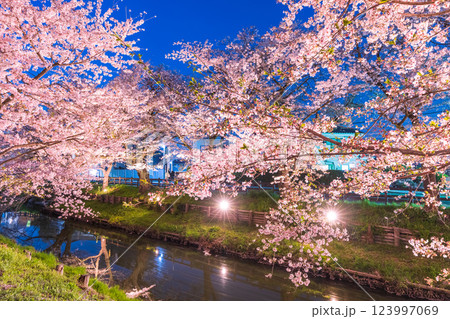 ライトアップの新河岸川の桜並木 埼玉県 ライトアップの新河岸川の桜並木 埼玉県 123997069