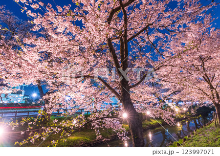 ライトアップの新河岸川の桜並木 埼玉県 ライトアップの新河岸川の桜並木 埼玉県 123997071