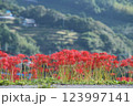 土手の彼岸花 123997141