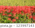 土手の彼岸花 123997143