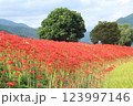 土手の彼岸花 123997146