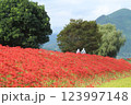 土手の彼岸花 123997148