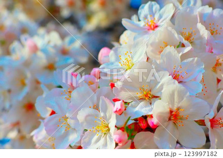 満開の桜の木がある風景 満開の桜の木がある風景 123997182