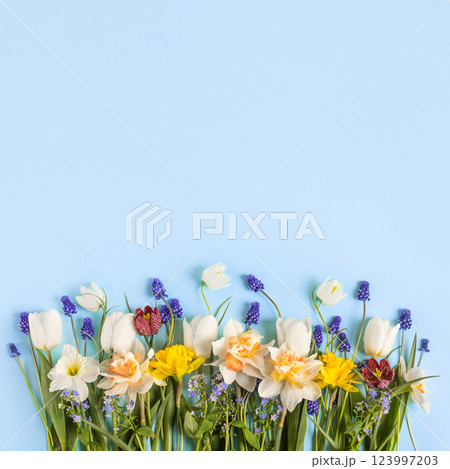 Bright spring blue background of colored spring flowers muscari, grouse, daffodils and tulips with place for text. Happy Mother's Day greeting card, happy Easter, March 8th, happy birthday 123997203