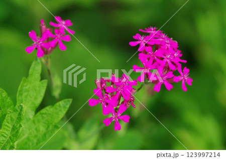 ムシトリナデシコの花 123997214