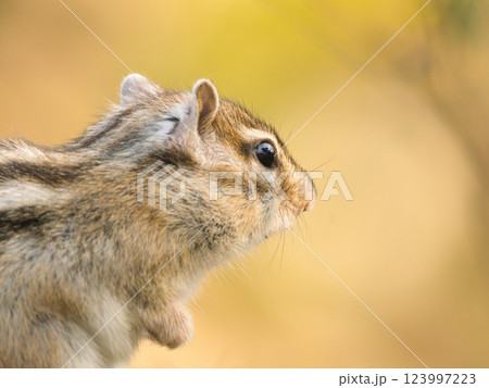 何かを見つめるシマリス 何かを見つめるシマリス 123997223