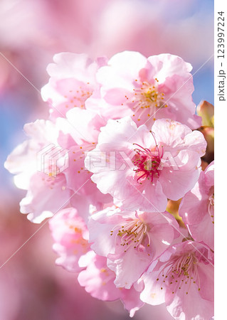 春の訪れを告げる河津桜 春の訪れを告げる河津桜 123997224