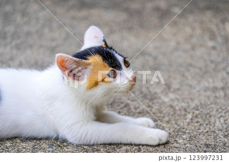 子猫のチロ~ごろごろにゃんこ~ 子猫のチロ~ごろごろにゃんこ~ 123997231