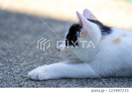 子猫のチロ～ごろごろにゃんこ～ 123997233