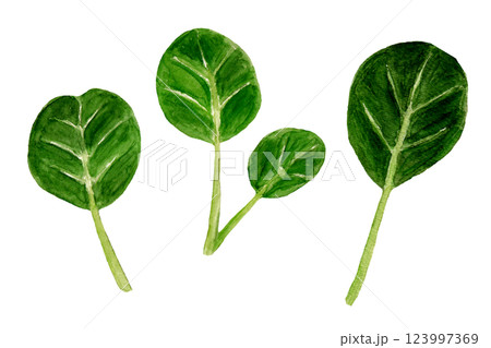 ベビーターサイの手描き水彩イラスト 123997369