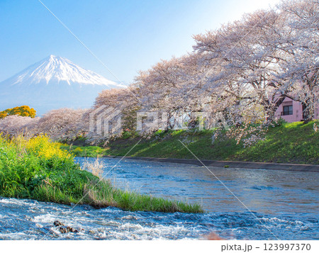 静岡県富士市・龍巌淵の桜 123997370