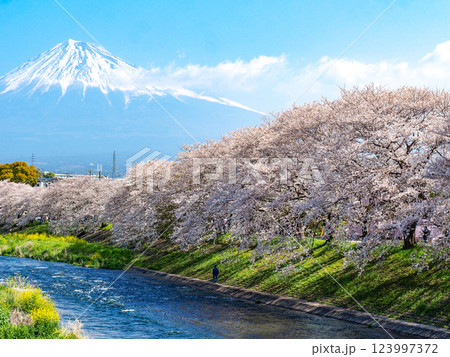 静岡県富士市・龍巌淵の桜 123997372