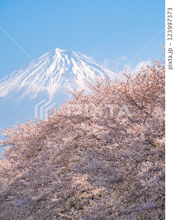 静岡県富士市・龍巌淵の桜 静岡県富士市・龍巌淵の桜 123997373