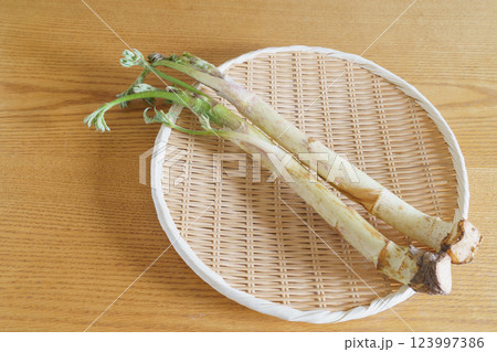 独活(ウド)｜春の山菜 イメージ 123997386