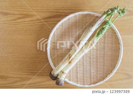 独活(ウド)｜春の山菜 イメージ 123997389