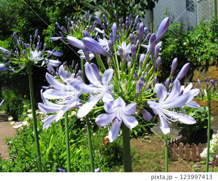涼しげな 青紫の花が爽やかです 涼しげな 青紫の花が爽やかです 123997413