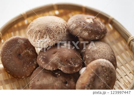 肉厚で美味しい椎茸 肉厚で美味しい椎茸 123997447