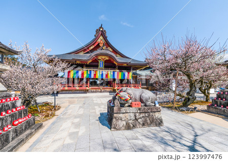 岩津天満宮(愛知県岡崎市)梅まつり 岩津天満宮(愛知県岡崎市)梅まつり 123997476