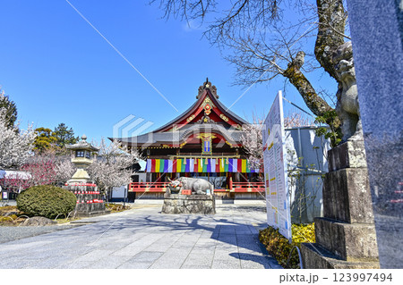 岩津天満宮（愛知県岡崎市）梅まつり 123997494