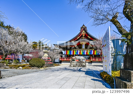 岩津天満宮(愛知県岡崎市)梅まつり 岩津天満宮(愛知県岡崎市)梅まつり 123997496