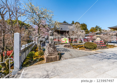 岩津天満宮(愛知県岡崎市)梅まつり 岩津天満宮(愛知県岡崎市)梅まつり 123997497