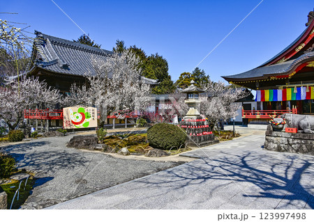岩津天満宮(愛知県岡崎市)梅まつり 岩津天満宮(愛知県岡崎市)梅まつり 123997498