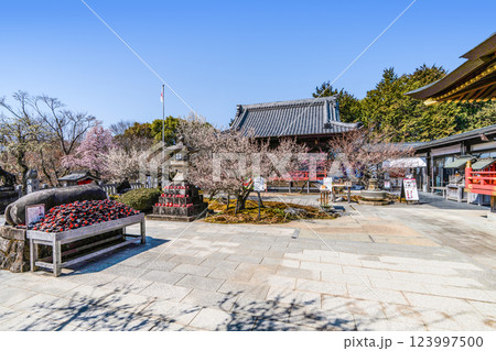 岩津天満宮（愛知県岡崎市）梅まつり 123997500