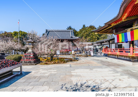 岩津天満宮(愛知県岡崎市)梅まつり 岩津天満宮(愛知県岡崎市)梅まつり 123997501