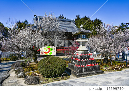 岩津天満宮（愛知県岡崎市）梅まつり 123997504