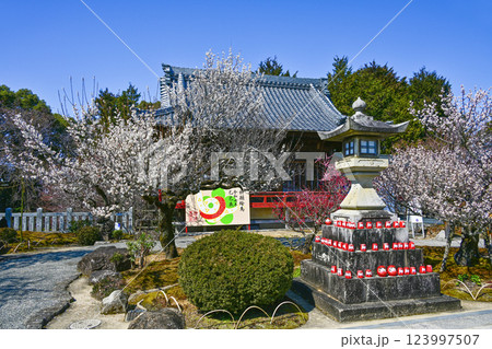 岩津天満宮（愛知県岡崎市）梅まつり 123997507