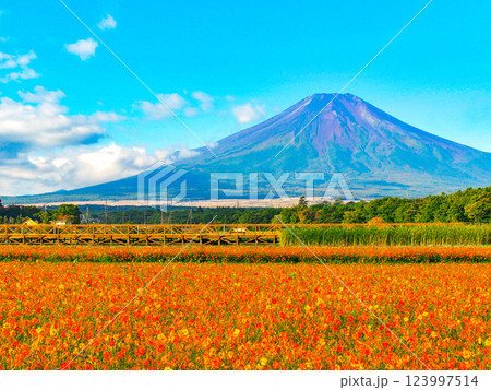 富士山麓・花の都公園のキバナコスモス 123997514