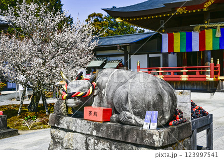 岩津天満宮(愛知県岡崎市)梅まつり 岩津天満宮(愛知県岡崎市)梅まつり 123997541