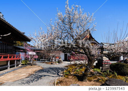 岩津天満宮(愛知県岡崎市)梅まつり 岩津天満宮(愛知県岡崎市)梅まつり 123997543