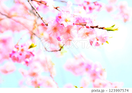 ピンク色が綺麗な枝垂れ桜 ピンク色が綺麗な枝垂れ桜 123997574