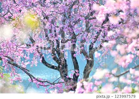 朝日を浴び幻想的で美しい桜風景 123997579