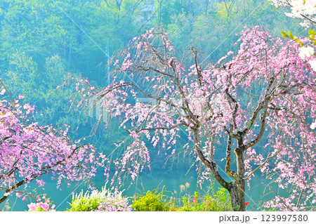 朝日を浴び幻想的で美しい桜風景 朝日を浴び幻想的で美しい桜風景 123997580