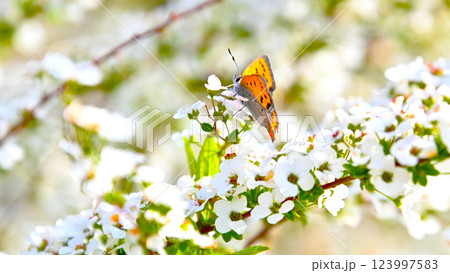 ユキヤナギの蜜を吸うベニシジミチョウ 123997583