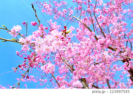 ピンク色が綺麗な枝垂れ桜 123997585