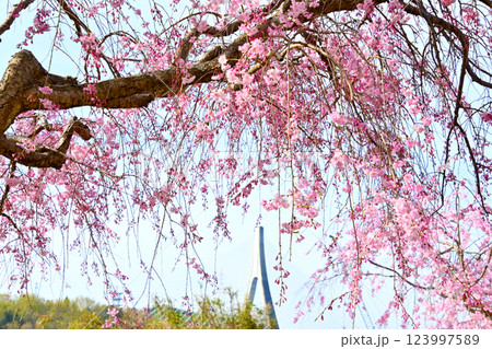 満開のしだれ桜と豊田アローズブリッジ 123997589