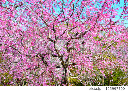 ピンク色が綺麗な枝垂れ桜 123997590