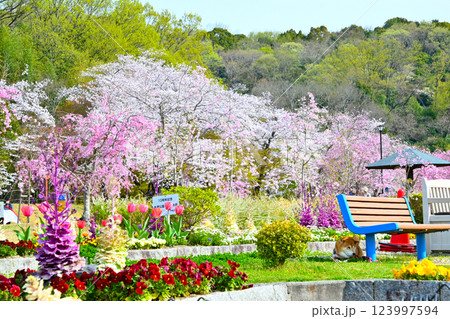 満開の桜と花々が綺麗な水源公園 123997594