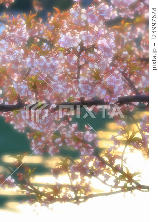 野呂川(呉市)沿いに咲く河津桜 123997628