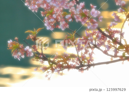野呂川(呉市)沿いに咲く河津桜 123997629