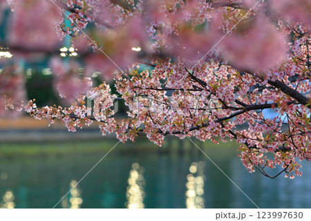 野呂川(呉市)沿いに咲く河津桜 123997630