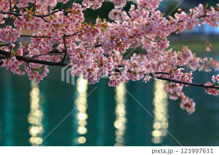 野呂川(呉市)沿いに咲く河津桜 123997631