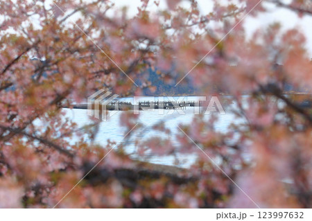 河津桜の先に見える牡蠣養殖 123997632