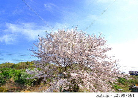 桜咲く 春の里山と観光列車エトセトラ 123997661