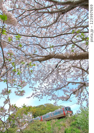 桜とローカル線 123997669