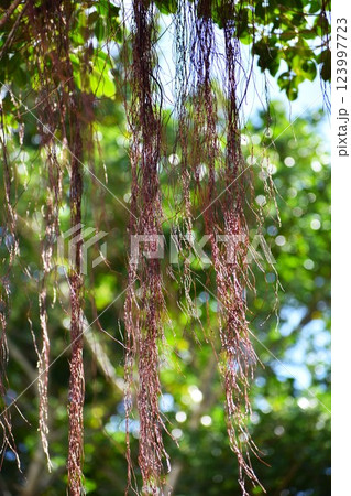輝くガジュマルの気根 123997723